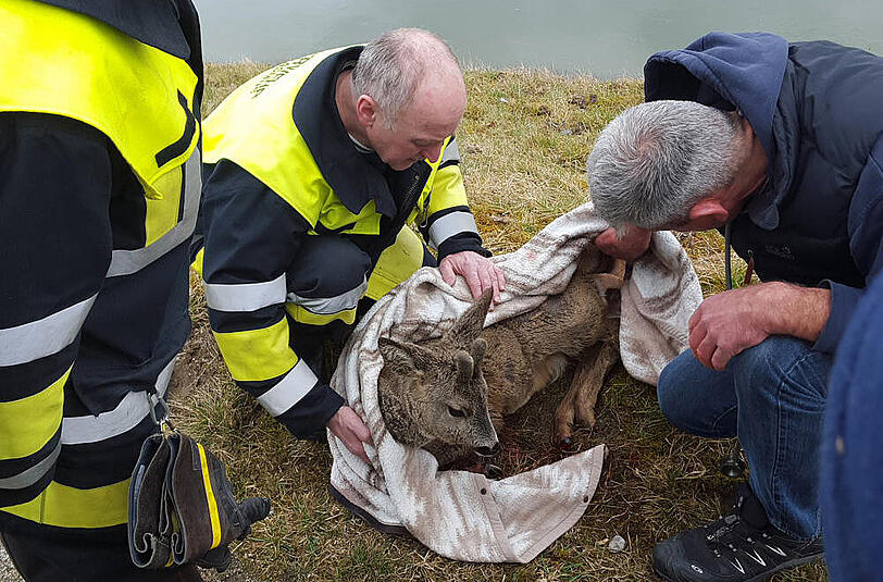 Bei Waldkraiburg wurde ein Reh aus dem Innkanal gerettet.