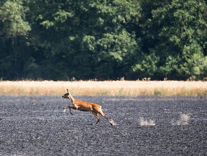 Ein Reh flüchtet über ein abgebranntes Feld in der Region Hannover. Die Feuerwehren in Niedersachsen kämpfen mit zahlreichen Feldbränden.