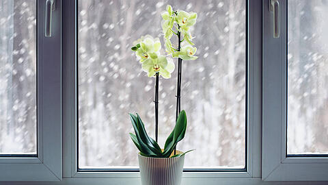 Orchidee blüht auf der Fensterbank im Winter