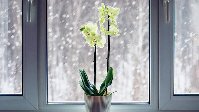 Orchidee blüht auf der Fensterbank im Winter