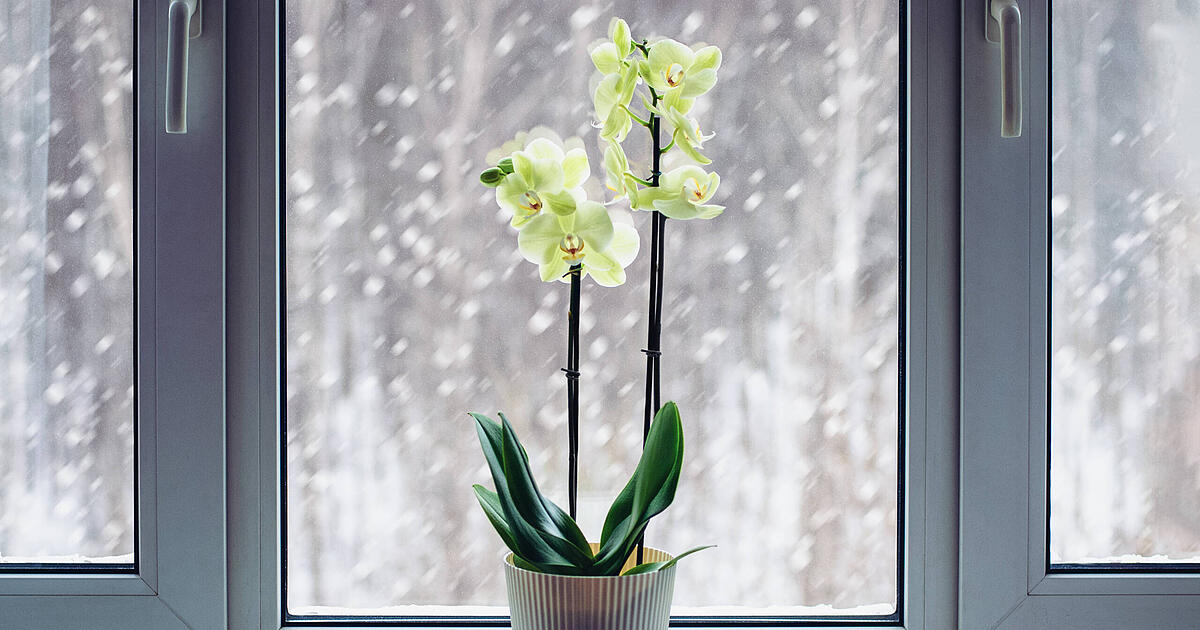Zimmerpflanzen-durch-den-Winter-bringen-Mit-diesen-Tipps-klappt-es-leicht