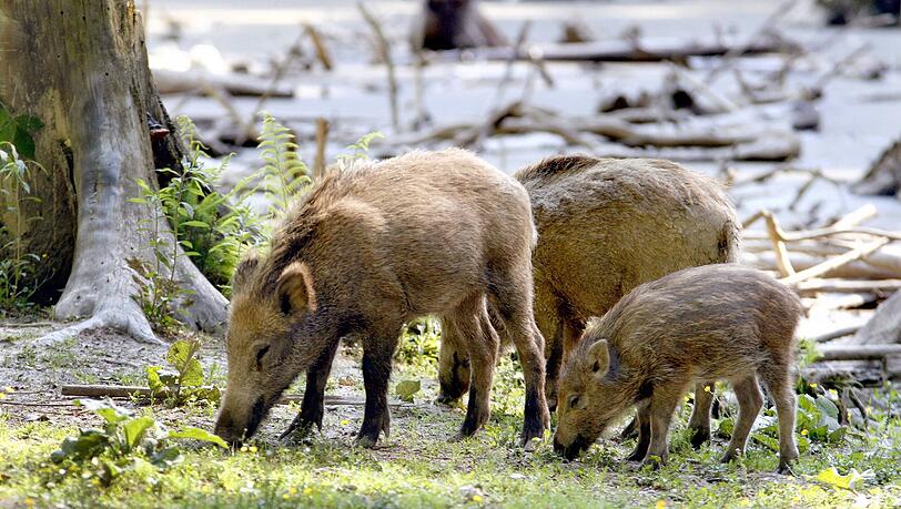 In der "Sauschütt“ gibt es Wildschweinderl zum Anschauen und viel über den Wald zu erfahren. In der "Sauschütt“ gibt es Wildschweinderl zum Anschauen und viel über den Wald zu erfahren.