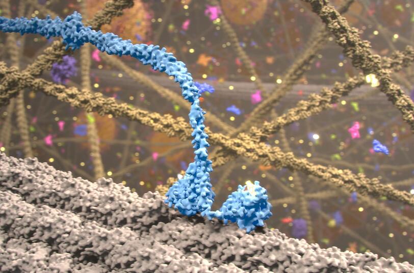 Kinesine, die Lastesel der Zelle, ziehen die Mitochondrien mit ihren F&uuml;&szlig;en entlang von Schienen.