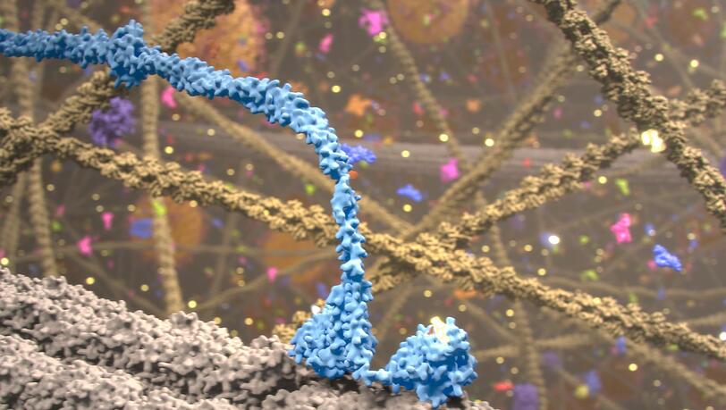 Kinesine, die Lastesel der Zelle, ziehen die Mitochondrien mit ihren F&uuml;&szlig;en entlang von Schienen.