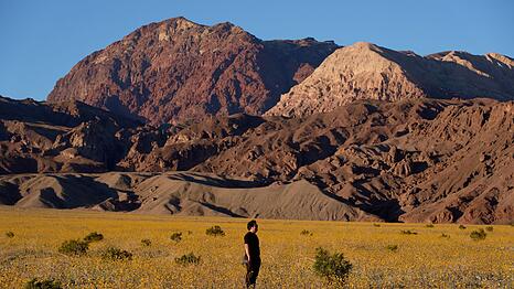 F&uuml;r Auge und Nase eine Wohltat: Das sonst so trockene und hei&szlig;e Death Valley im Westen der USA schimmert derzeit in den Farben verschiedener Wildbl&uuml;ten.