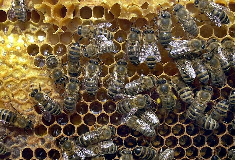 Perfekte Ordnung: Im Bienenstock sind alle Aufgaben exakt verteilt, jede Biene weiß was sie zu tun hat.