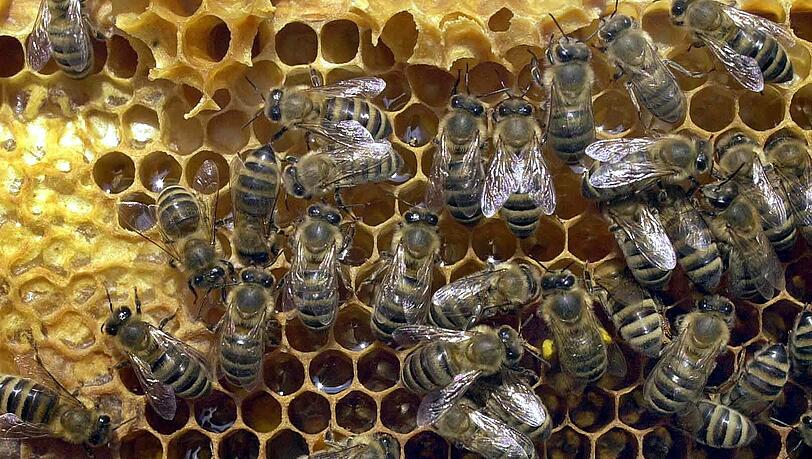 Perfekte Ordnung: Im Bienenstock sind alle Aufgaben exakt verteilt, jede Biene weiß was sie zu tun hat. Perfekte Ordnung: Im Bienenstock sind alle Aufgaben exakt verteilt, jede Biene weiß was sie zu tun hat.