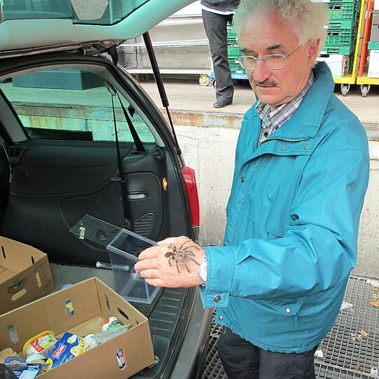 Eine Vogelspinne zog die ganze Aufmerksamkeit der Belegschaft eines Supermarktes und zweier Kunden auf sich, welche beim Einkauf auf eine Vogelspinne stießen.