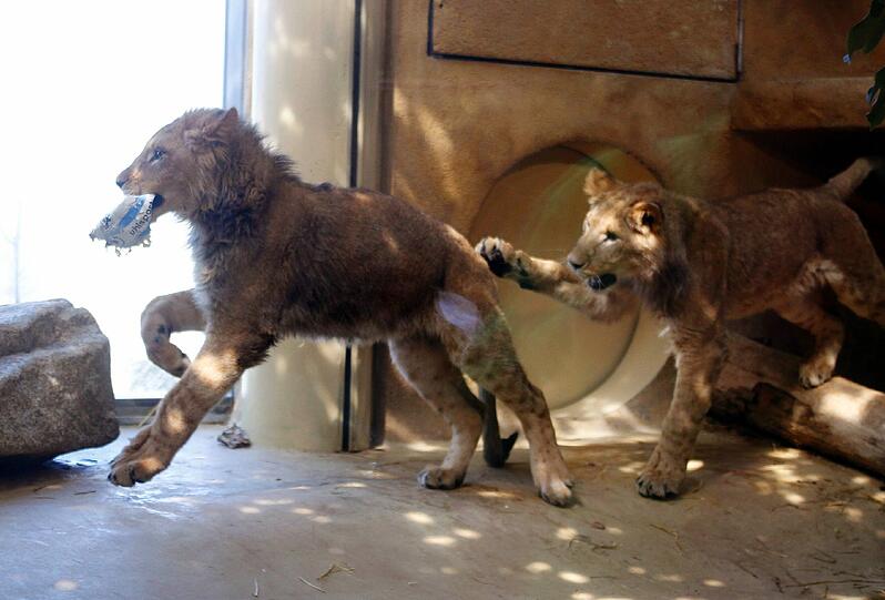 Zwei einjährige Löwenjungs wohnen seit einigen Tagen im Tierpark Hellabrunn. Und der TSV 1860 hat für sie eine Patenschaft übernommen. Klicken Sie durch die besten Aufnahmen von den verspielten Tieren!