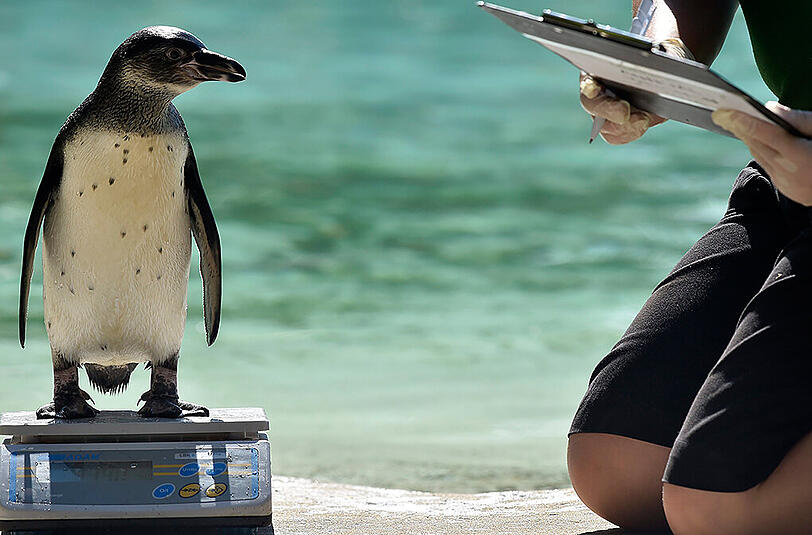 Um zu ihrem Futter zu gelangen, wurden die Pinguine über die Waage umgeleitet.