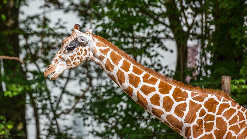 Neuankömmling in Hellabrunn: Giraffen-Dame Taziyah kam am 4. September aus dem Zoo Brno in Tschechien Neuankömmling in Hellabrunn: Giraffen-Dame Taziyah kam am 4. September aus dem Zoo Brno in Tschechien