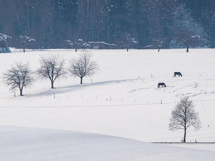 Zwei Pferde grasen auf einer verschneiten Koppel im Schnee. Foto: Lino Mirgeler/Archiv