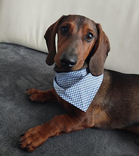 Rudi