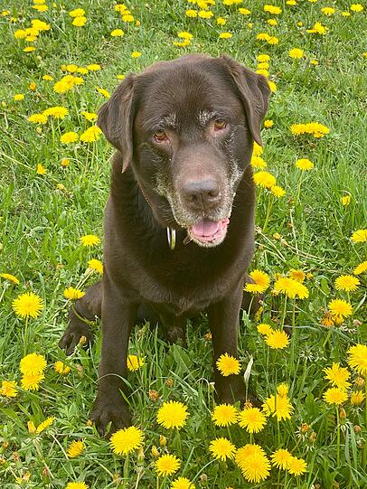 Chicco ist ein oldie mit 11 Jahre seine liebevolle Art und sein sonniges Wesen macht ihn zu einem Highlight. Trotz seiner fortschreitenden Arthrose ist er immer gut gelaunt und freudig wenn er Mensch oder Tiere sieht. Seine graue Gesichtszeichnung ist einzigartig. Er liebt seine Robbe das Stofftier.