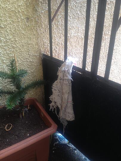 Die andere Hälfte haben die Eichhörnchen bis zur Balkon-Brüstung geschleppt. Und niemand hat eingegriffen.