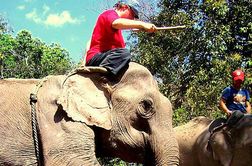 Elefanten führen kann man lernen, Foto: Asia Tours