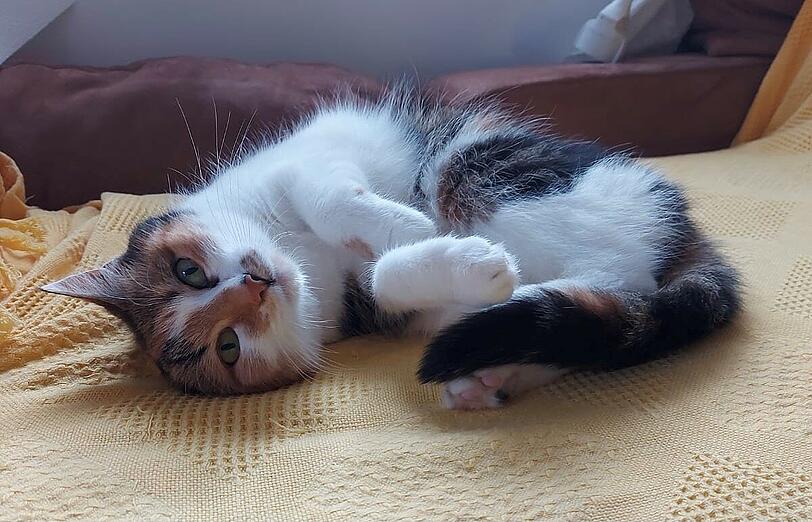 Mucki