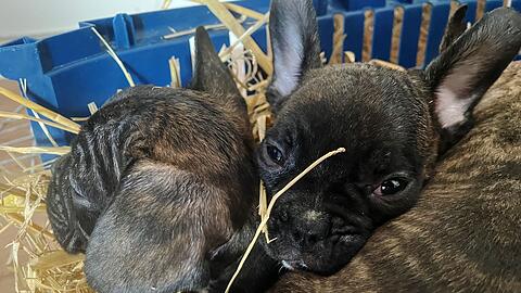 Die EU will strenger gegen illegalen Tierhandel vorgehen. (Symbolbild)