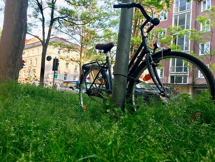 Kreuzung Belgradstraße: Kleine Hunde bieseln hier nimmer so gern.