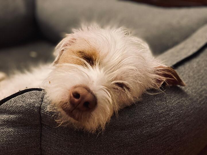 Phoebe