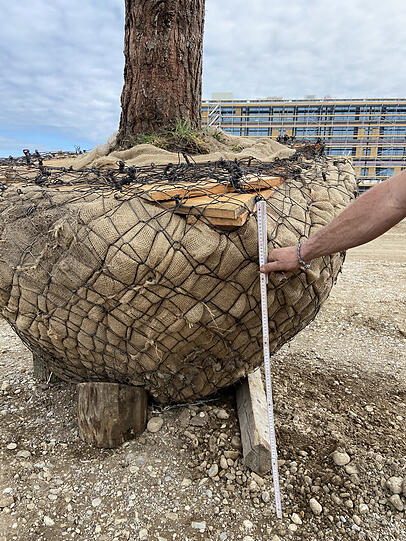 Einen Meter hoch ist der Wurzelballen dieser Kiefer. Einen Meter hoch ist der Wurzelballen dieser Kiefer.