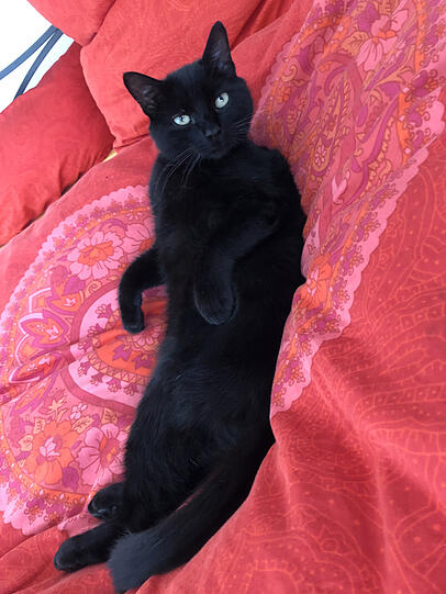 Blacky