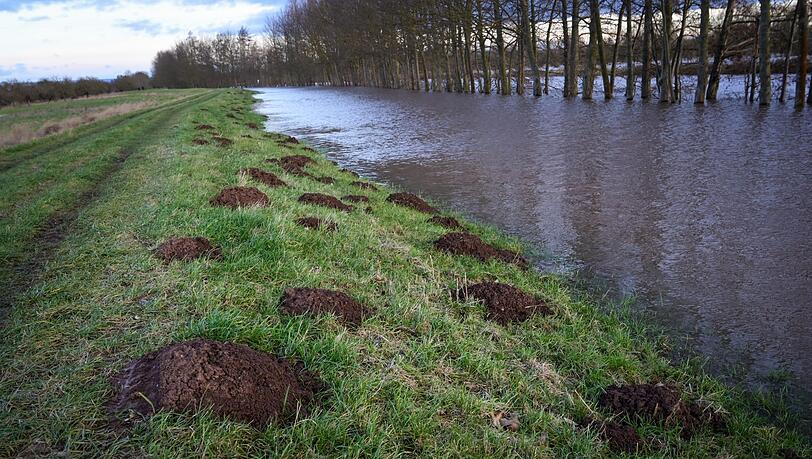 Maulwurfshügel sehen nicht schön aus – die Verursacher sollte man dennoch in Ruhe lassen. Maulwurfshügel sehen nicht schön aus – die Verursacher sollte man dennoch in Ruhe lassen.