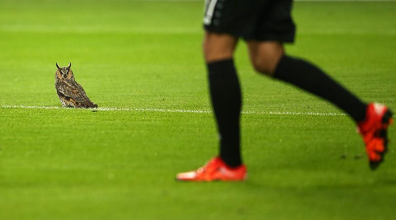 Eine Eule hatte sich am Montagabend zum Spiel des TSV 1860 und Kapitän Christopher Schindler in der Allianz Arena gegen den KSC verirrt.