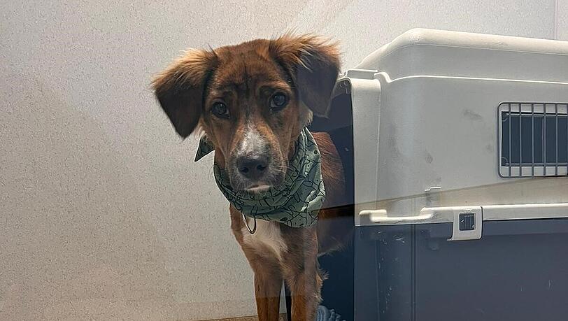 "Sammy" war vor mehr als einer Woche am Münchner Flughafen seiner Besitzerin entwischt.