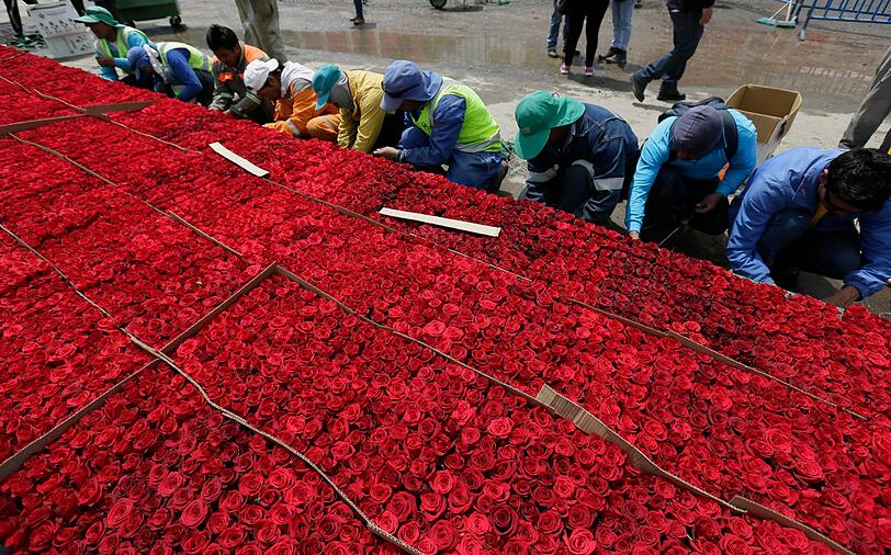 Ecuador versucht den Rosen-Rekord aufzustellen: Helfer befestigen Rosen auf einer Struktur, die der archäologischen Fundstätte Cochasquí nachempfunden ist. Die Teilnehmer erhoffen sich den Weltrekord und den Einzug ins Guinnessbuch der Rekorde.