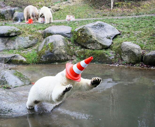 Die schönsten Bilder vom ersten Geburtstag der Münchner Eisbären-Zwillinge Nela und Noby mit ihrer Mutter Giovanna.