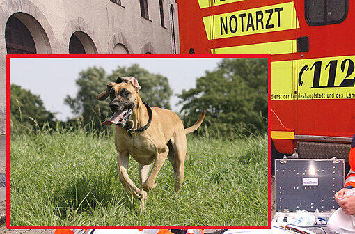 Eine Dogge rannte der Rentnerin vors Radl: Sie kam mit schweren Hirnblutungen in die Klinik