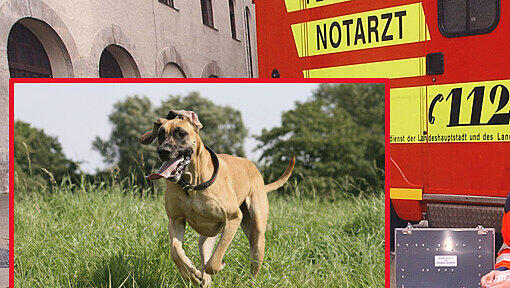 Eine Dogge rannte der Rentnerin vors Radl: Sie kam mit schweren Hirnblutungen in die Klinik Eine Dogge rannte der Rentnerin vors Radl: Sie kam mit schweren Hirnblutungen in die Klinik