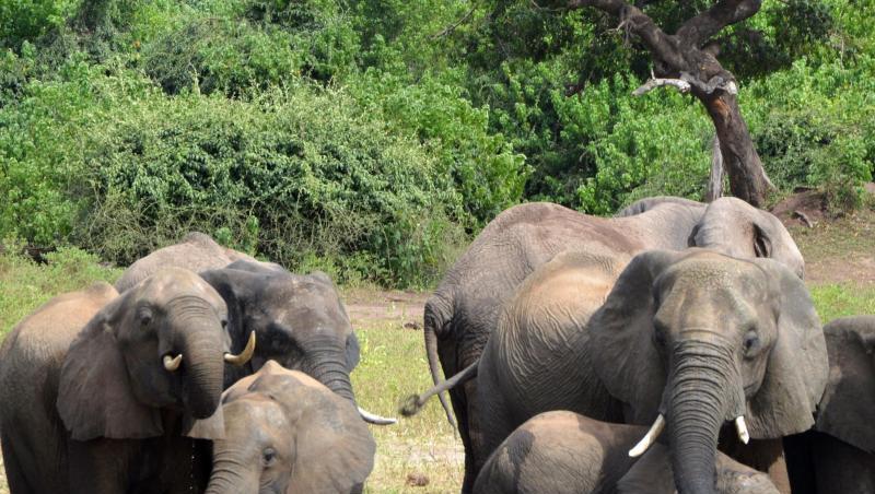 In Botsuana hat die Regierung die Jagd auf Elefanten wieder erlaubt. Die Jagd wird künftig aber streng kontrolliert. In Botsuana hat die Regierung die Jagd auf Elefanten wieder erlaubt. Die Jagd wird künftig aber streng kontrolliert.
