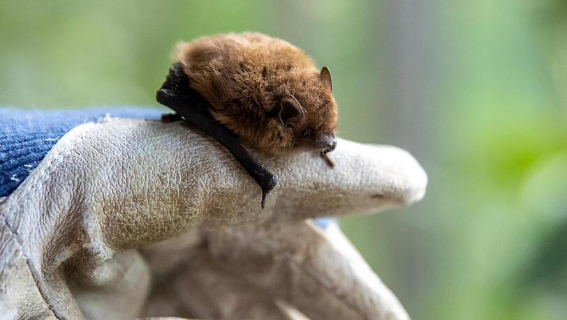 Die Mückenfledermaus fliegt am Mittwochabend am häufigsten Klötzlmühlbach vorbei.