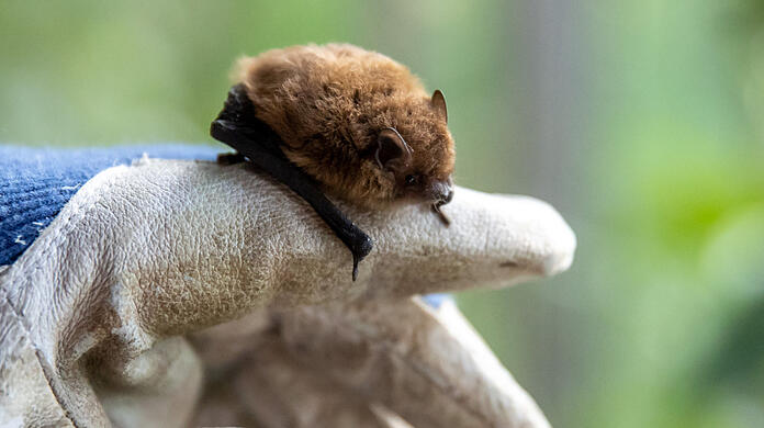 Die Mückenfledermaus fliegt am Mittwochabend am häufigsten Klötzlmühlbach vorbei.