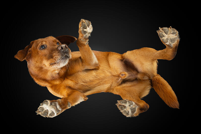 Bronx: Unser Hund kann Luft zum Stinken bringen, leckt seinen Napf so sauber, dass dieser wieder direkt in den Schrank kann, wärmt Füße im Sommer, stöhnt, wenn die Kinder auf ihm herumturnen, mag keine bellenden Hunde, schläft gern Mittag, erinnert uns immer von selbst an seine Fressenszeit.