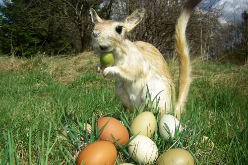 Auch ein afrikanischer Springhase findet mal ein Ei.