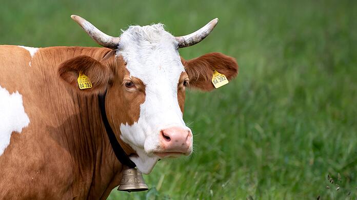 Eine Kuh steht auf einer Weide. Sie trägt eine traditionelle Glocke um den Hals.