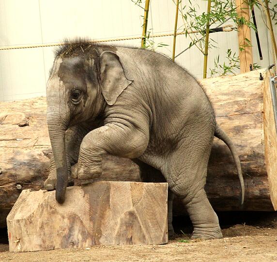Der sieben Monate Elefantenbulle aus dem Münchner Tierpark Hellabrunn ist am Freitag auf den Namen Ludwig getauft worden. Die süßen Fotos.