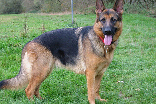 Des Deutschen liebstes Tier: ein Schäferhund wie Jacky.