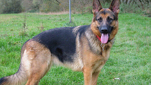 Des Deutschen liebstes Tier: ein Schäferhund wie Jacky. Des Deutschen liebstes Tier: ein Schäferhund wie Jacky.