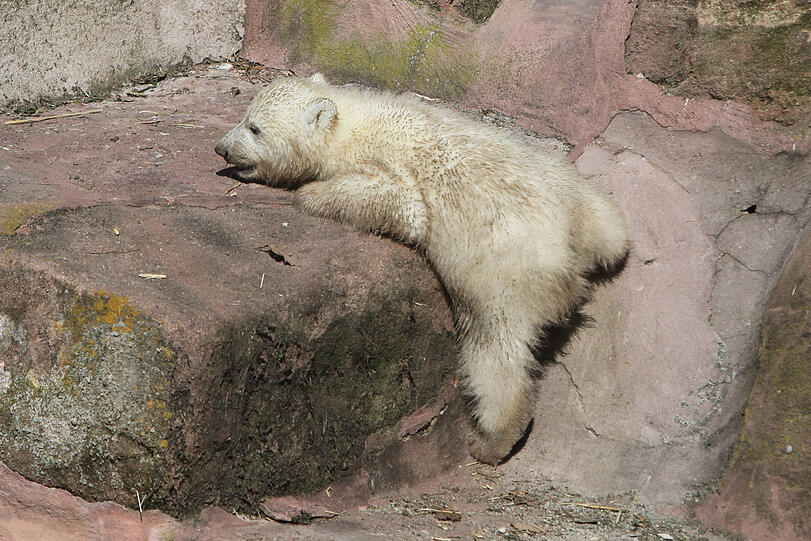 Unsere Eisbärchen Aleut und Gregor mit Mama Vera bei ihrem ersten Ausflug im Freigehege.