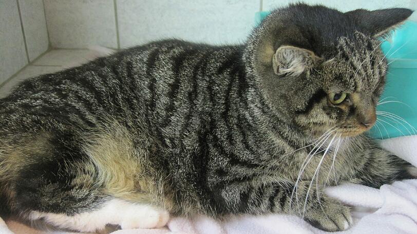 Kennen Sie diese Katze? Dann melden Sie sich beim Tierheim.