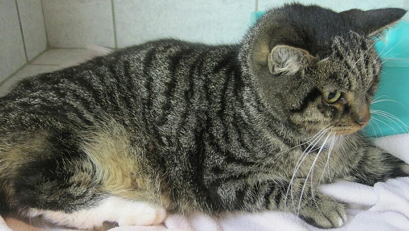 Kennen Sie diese Katze? Dann melden Sie sich beim Tierheim. Kennen Sie diese Katze? Dann melden Sie sich beim Tierheim.