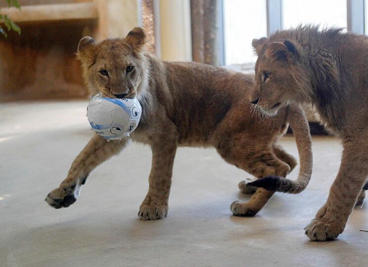 Zwei einjährige Löwenjungs wohnen seit einigen Tagen im Tierpark Hellabrunn. Und der TSV 1860 hat für sie eine Patenschaft übernommen. Klicken Sie durch die besten Aufnahmen von den verspielten Tieren!