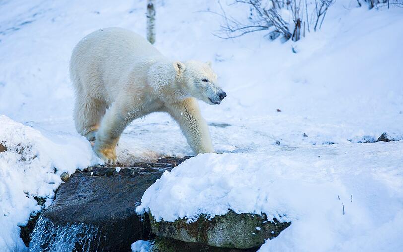 Eisbär Nobby fühlt sich im Schnee eh heimisch.