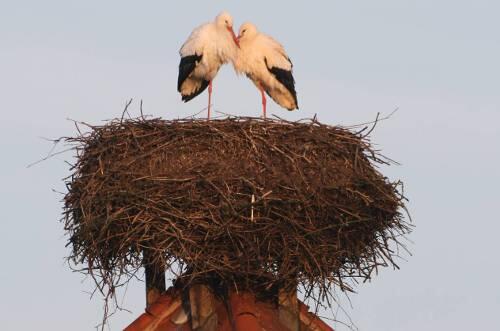 Der Beweis: Kuno und Kunigunde kuscheln im gemeinsamen Nest in Straubing.