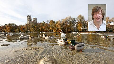 Winterschwimmen? Für Gänse, Enten und Schwäne ist das gar kein Problem. Auch wenn sie sicherlich keinen Blick für die Schönheit der imposanten Kirche St. Maximilian verschwenden. Oben rechts AZ-Fotograf Sigi Müller.