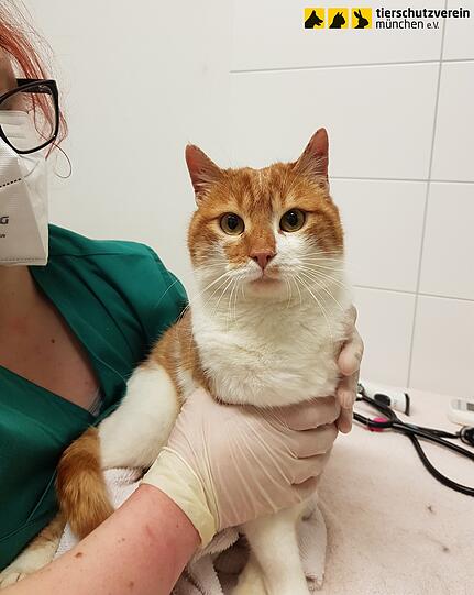 Das Tierheim geht davon aus, dass viele der Katzen nicht rechtmäßig der Besitzerin gehörten.